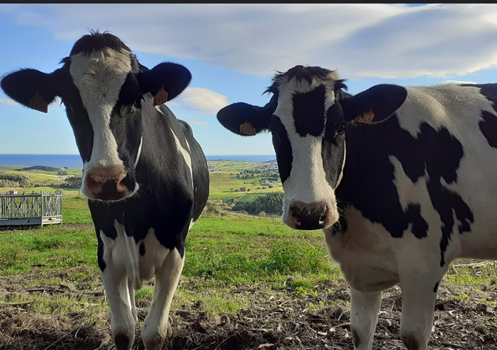 foto noticia Mesta y Carbon2Nature se unen para reducir las emisiones de metano en el sector primario.